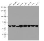 AMPK alpha Antibody in Western Blot (WB)