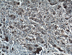 AMPK alpha Antibody in Immunohistochemistry (Paraffin) (IHC (P))