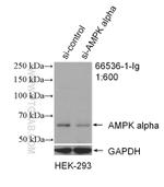 AMPK alpha Antibody in Western Blot (WB)