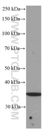 SIRT4 Antibody in Western Blot (WB)