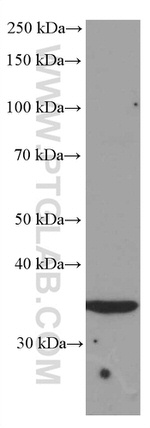 SIRT4 Antibody in Western Blot (WB)