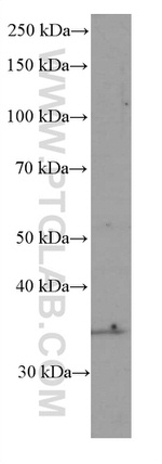 SIRT4 Antibody in Western Blot (WB)