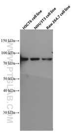 XRCC5 Antibody in Western Blot (WB)