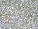 COX4NB Antibody in Immunohistochemistry (Paraffin) (IHC (P))