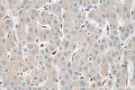COX4NB Antibody in Immunohistochemistry (Paraffin) (IHC (P))