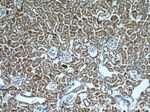 COX4NB Antibody in Immunohistochemistry (Paraffin) (IHC (P))