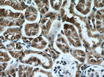 COX4NB Antibody in Immunohistochemistry (Paraffin) (IHC (P))
