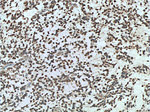 FMR1 Antibody in Immunohistochemistry (Paraffin) (IHC (P))