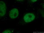 HuR Antibody in Immunocytochemistry (ICC/IF)