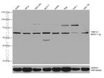YME1L1 Antibody in Western Blot (WB)