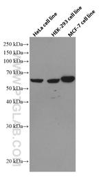 YME1L1 Antibody in Western Blot (WB)