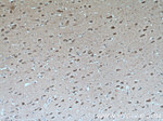 Huntingtin Antibody in Immunohistochemistry (Paraffin) (IHC (P))