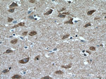 Huntingtin Antibody in Immunohistochemistry (Paraffin) (IHC (P))
