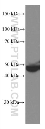PEDF Antibody in Western Blot (WB)