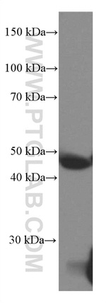 PEDF Antibody in Western Blot (WB)