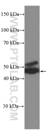 PEDF Antibody in Western Blot (WB)