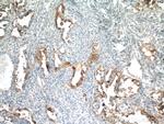 HE4 Antibody in Immunohistochemistry (Paraffin) (IHC (P))