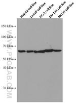 HYAL1 Antibody in Western Blot (WB)