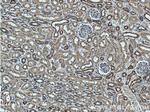 TOMM22 Antibody in Immunohistochemistry (Paraffin) (IHC (P))