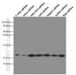 TOMM22 Antibody in Western Blot (WB)