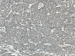 TOMM22 Antibody in Immunohistochemistry (Paraffin) (IHC (P))