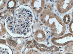 TOMM22 Antibody in Immunohistochemistry (Paraffin) (IHC (P))