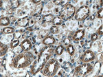 TOMM22 Antibody in Immunohistochemistry (Paraffin) (IHC (P))