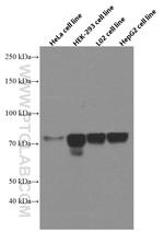 FOXC1 Antibody in Western Blot (WB)