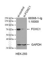FOXC1 Antibody in Western Blot (WB)
