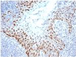 SOX2 (Embryonic Stem Cell Marker) Antibody in Immunohistochemistry (Paraffin) (IHC (P))