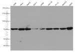 GRP78/BIP Antibody in Western Blot (WB)