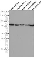 GRP78/BIP Antibody in Western Blot (WB)