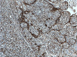 SLC9A9 Antibody in Immunohistochemistry (Paraffin) (IHC (P))
