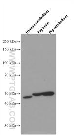GTDC1 Antibody in Western Blot (WB)