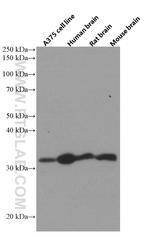 AMPK beta 2 Antibody in Western Blot (WB)