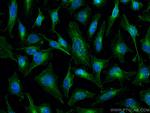 AMPK beta 2 Antibody in Immunocytochemistry (ICC/IF)