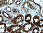 Beta galactosidase Antibody in Immunohistochemistry (Paraffin) (IHC (P))
