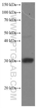 DNAJB6 Antibody in Western Blot (WB)