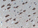 DNAJB6 Antibody in Immunohistochemistry (Paraffin) (IHC (P))
