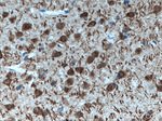 DNAJB6 Antibody in Immunohistochemistry (Paraffin) (IHC (P))
