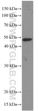 EGLN1 Antibody in Western Blot (WB)
