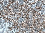 EGLN1 Antibody in Immunohistochemistry (Paraffin) (IHC (P))