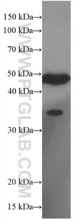 EGLN1 Antibody in Western Blot (WB)