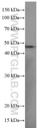 EGLN1 Antibody in Western Blot (WB)