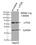 FOS Antibody in Western Blot (WB)