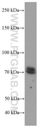 RAF1 Antibody in Western Blot (WB)