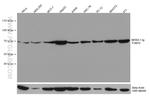TOM70 Antibody in Western Blot (WB)