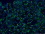MRPL23 Antibody in Immunocytochemistry (ICC/IF)