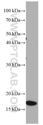 MRPL23 Antibody in Western Blot (WB)