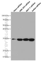 CHCHD6 Antibody in Western Blot (WB)